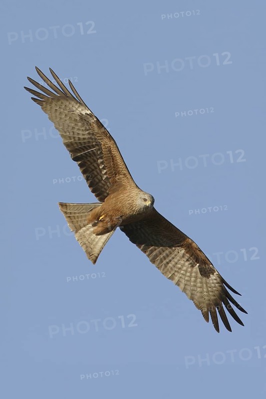 Black Kite (Milvus migrans), Rhineland-Palatinate, Germany