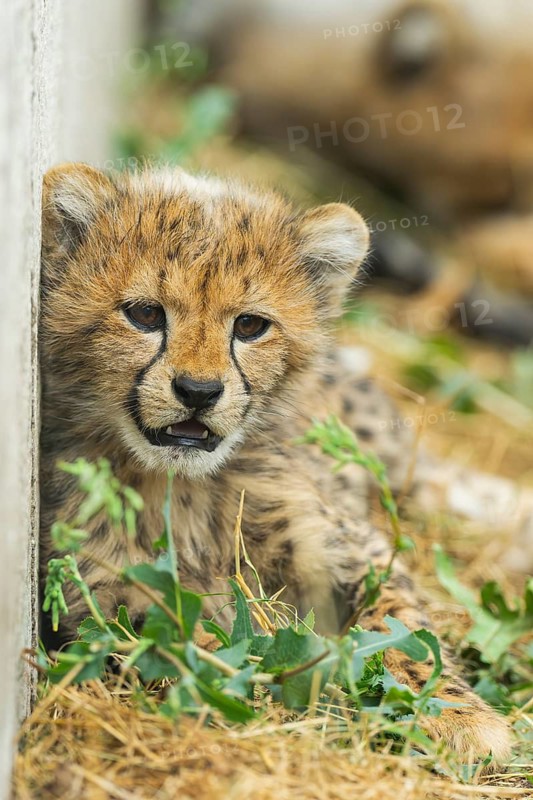 Cheetah (Acinonyx jubatus) youngster lying on a meadow, captive, occurrence Africa