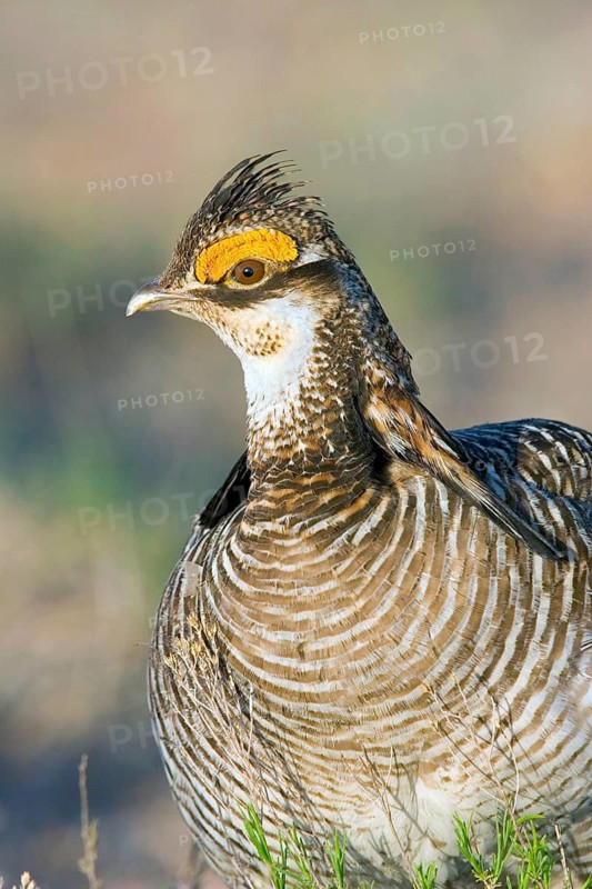 Lesser Prairie-Chicken Tympanuchus pallidicinctus Milnesand, New Mexico, United States 11 May Adult Male. Phasianidae