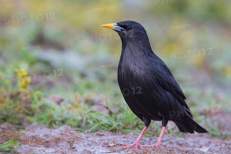 Spotless Starling - Einfarbstar - Sturnus unicolor, Morocco, adult