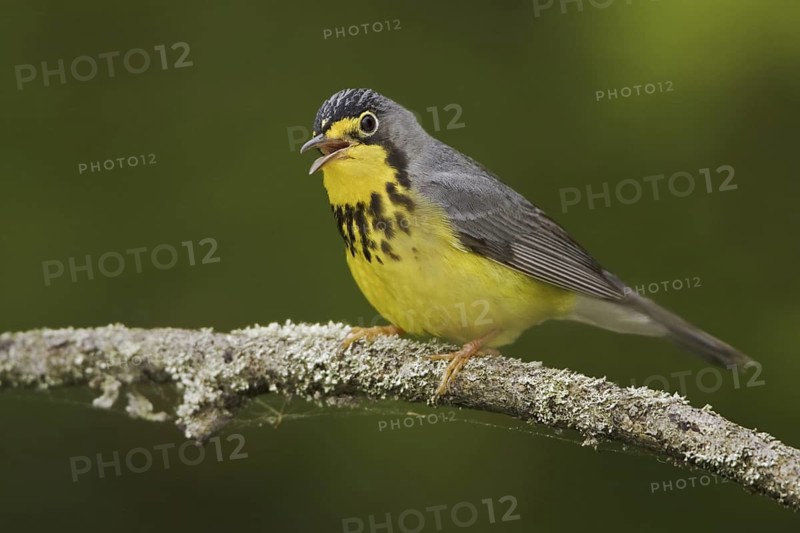 Canada Warbler (Cardellina canadensis) singing, Ontario, Canada