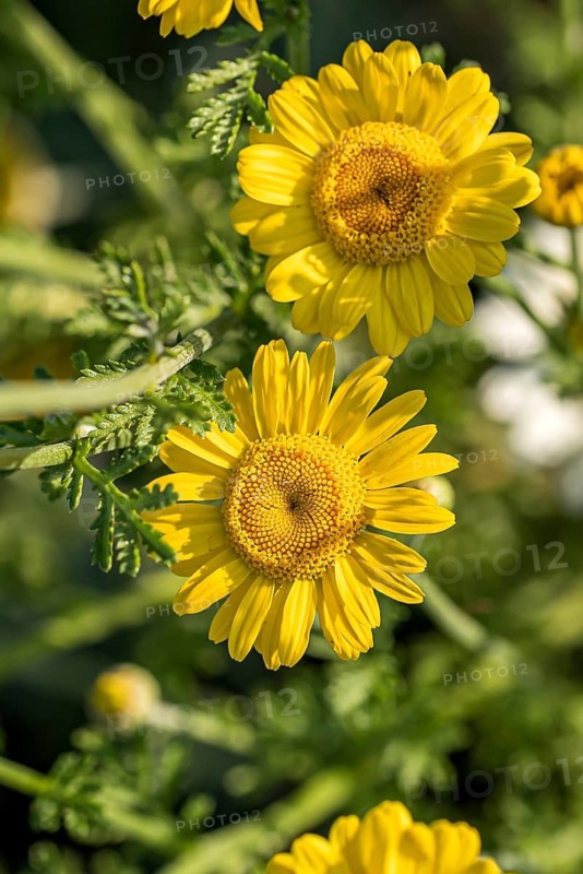 Dyer's chamomile (Anthemis tinctoria),  Switzerland