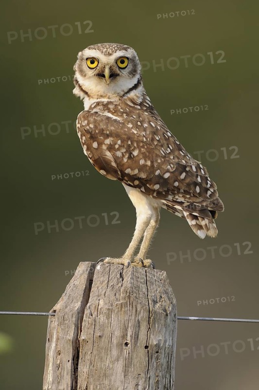 Burrowing Owl (Athene cunicularia), Pantanal, Brazil