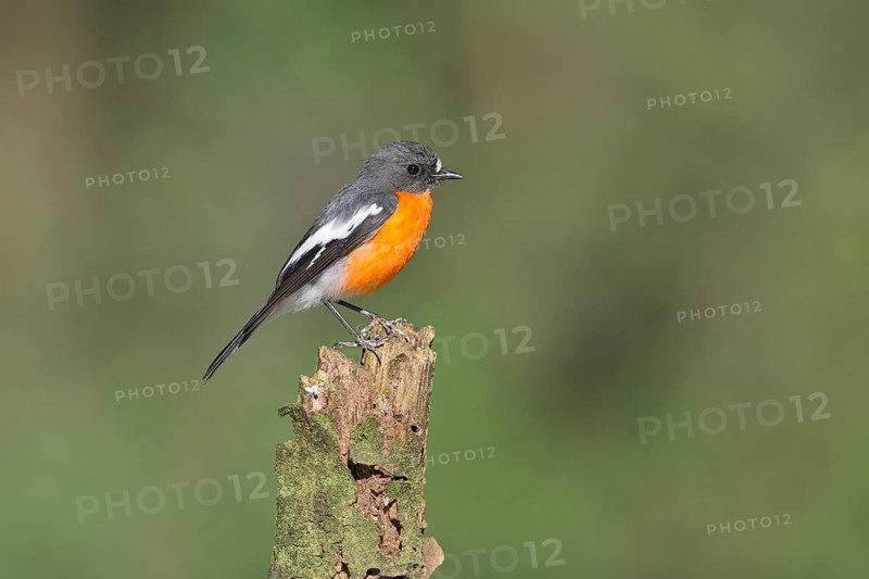 Flame Robin (Petroica phoenicea) male, Victoria, Australia