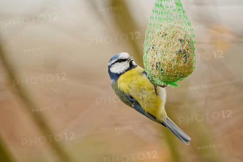 Blue tit (Cyanistes caeruleus) feeding on hanging suet ball in garden, natural background, autumn season, Germany