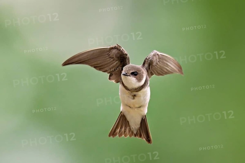 Sand martin (Riparia riparia), in flight, Reussegg nature reserve, Canton Aargau, Switzerland