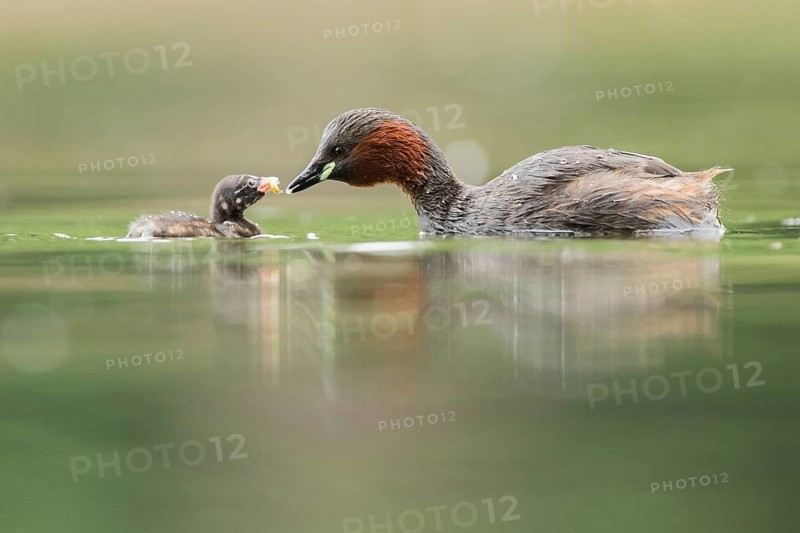 Little Grebe (Tachybaptus ruficollis) with chick, Hesse, Germany