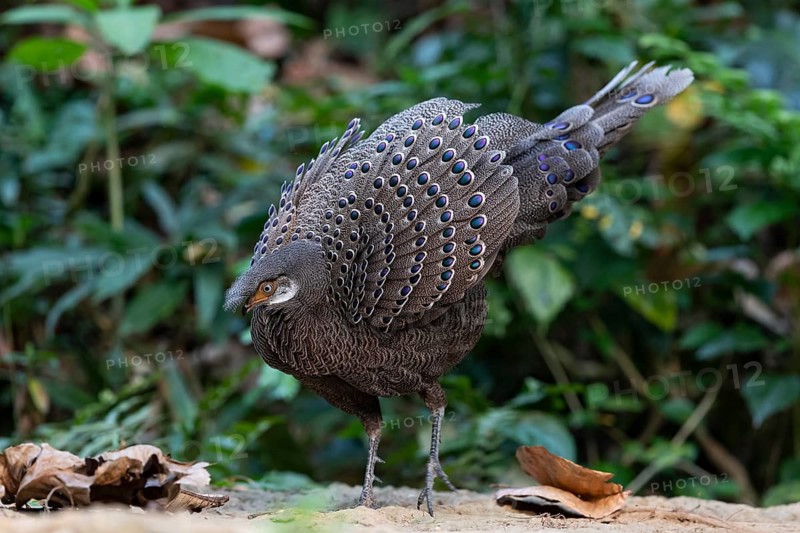Grey Peacock-Pheasant (Polyplectron bicalcaratum) male foraging, Yunnan, China