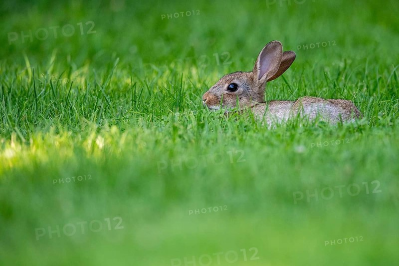 Wild rabbit (Oryctolagus cuniculus), Stapelfeld, Cloppenburg, Lower Saxony, Germany