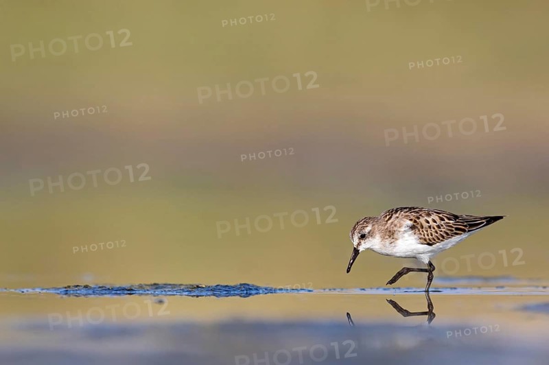 Animals, Birds, Little Sandpiper, (Calidris minuta), Biotope, Habitat, Foraging, Migratory bird, Limicoles Salalah, Raysut, Sohar, Oman