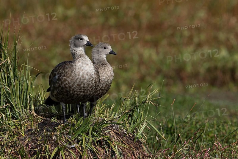 Blue-winged Goose (Cyanochen cyanoptera) pair, Bale Mountains National Park, Ethiopia