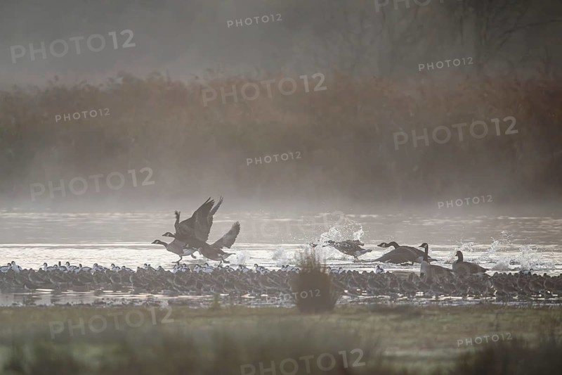 Canada Goose, Branta Canadensis, birds in flight over marshes, Devon, England, United Kingdom