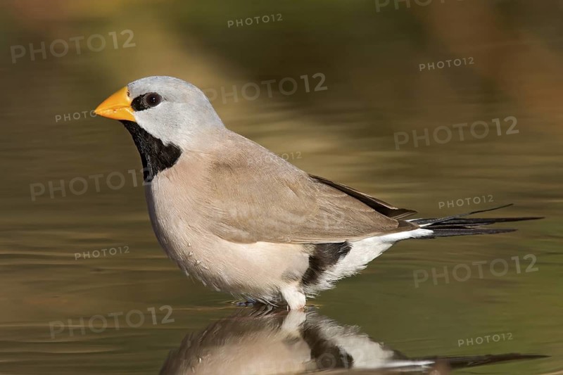 Long-tailed Finch (Poephila acuticauda), Kimberley, Western Australia, Australia