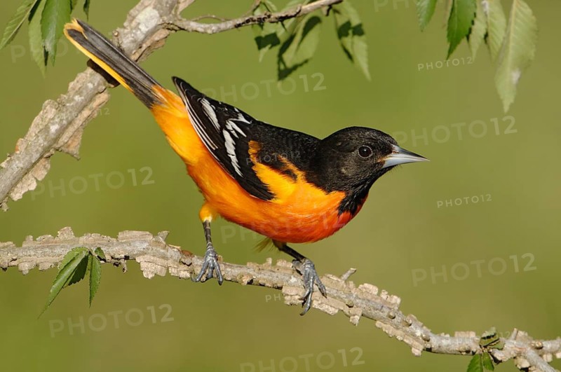 Baltimore Oriole (Icterus galbula) male, Texas, USA
