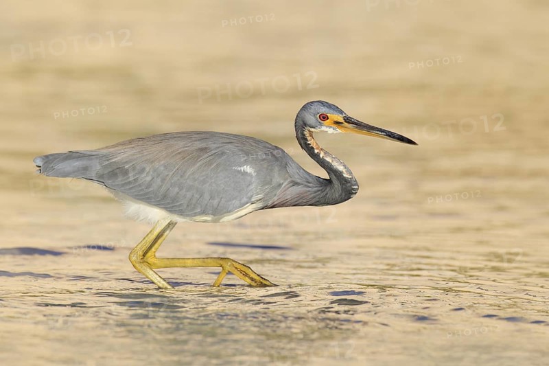 Tricolored Heron (Egretta tricolor), Florida, USA