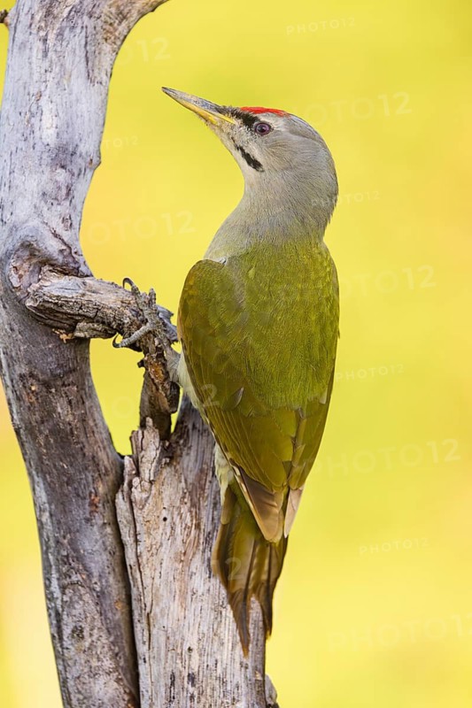 Grey-headed woodpecker (Picus canus), Pic cendré, Pito Cano, Ormoz area, Ormoz, Podravska, Slovenia