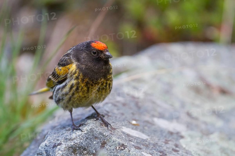 Red-fronted Serin - Rotstirngirlitz - Serinus pusillus: Kazakhstan