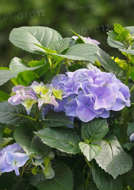 Hydrangea (Hydrangea macrophylla), flowering shrub with blue-violet and greenish inflorescences in various stages of maturity, North Rhine-Westphalia, Germany