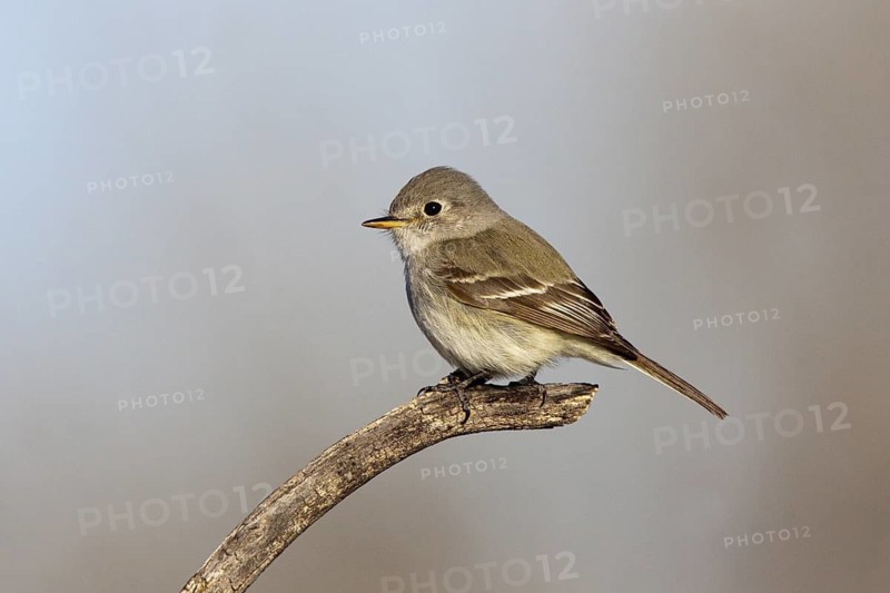 Gray Flycatcher Empidonax wrightii Tucson, Pima County, Arizona, United States 1 February Adult Tyrannidae