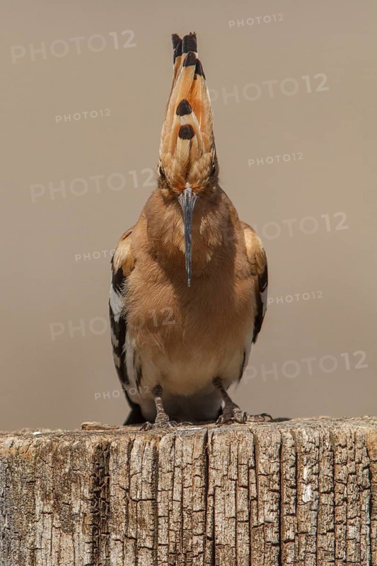 Eurasian Hoopoe (Upupa epops), perched, Castile-La Mancha, Spain