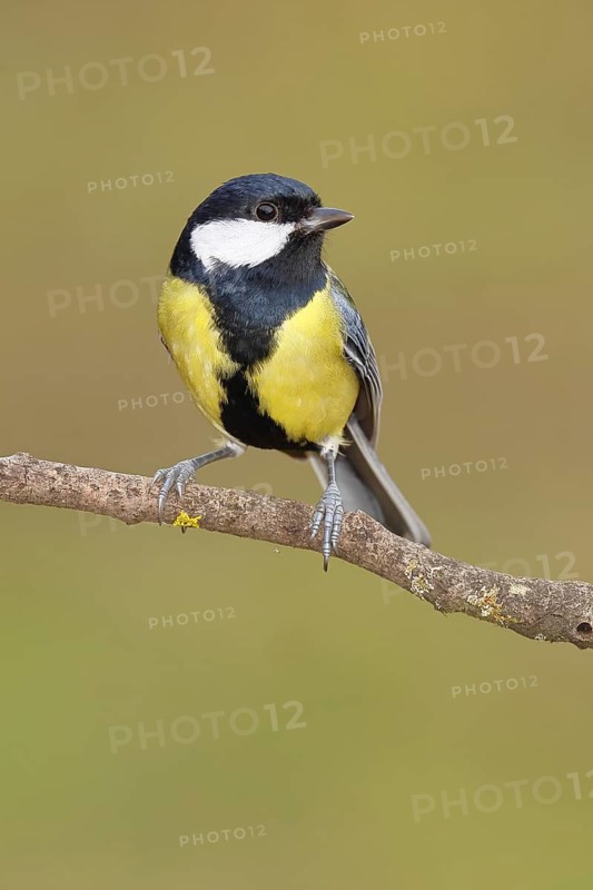 Great Tit (Parus major), sitting on a branch overgrown with moss and lichen, Wildlife, Animals, Birds, Tits, Wilnsdorf, North Rhine-Westphalia, Germany