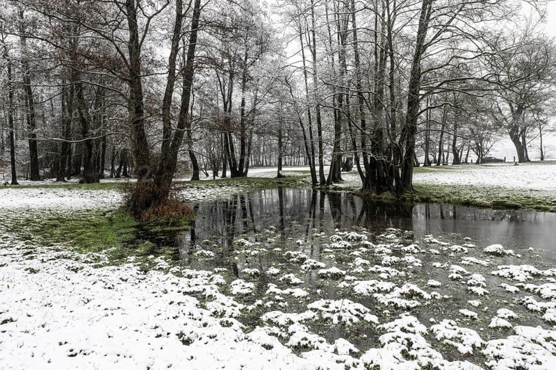 Black alder (Alnus glutinosa) in a snowy floodplain landscape, Emsland, Lower Saxony, Germany