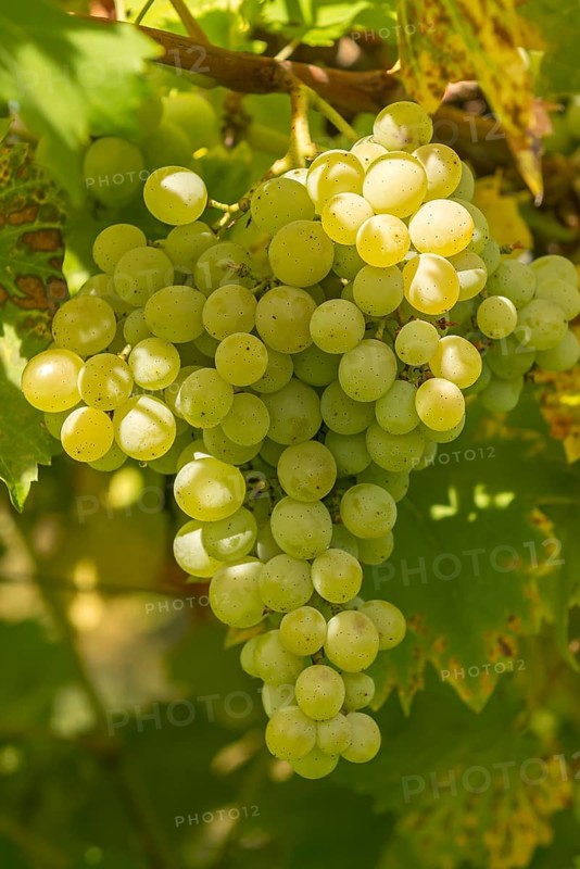 Grapevine (Vitis 'Gelber Muskateller'),  Germany