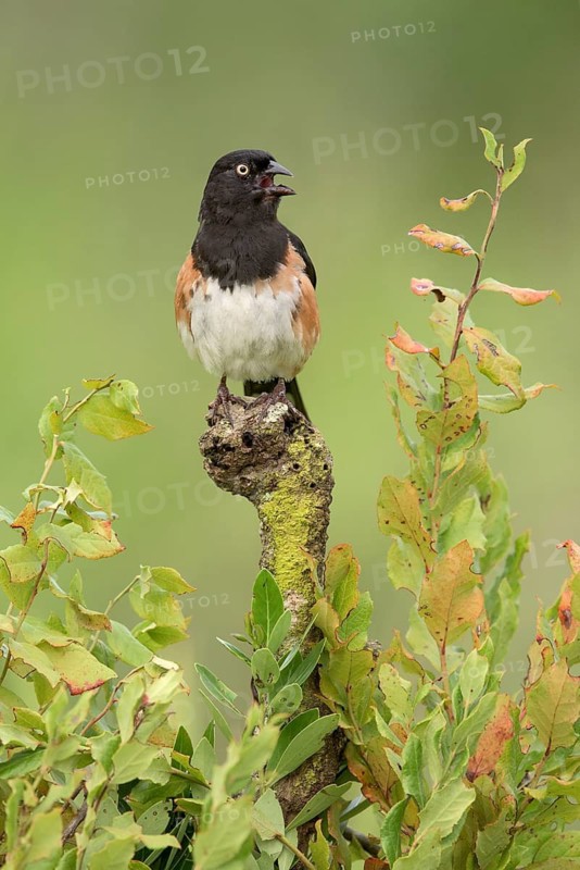 Eastern Towhee (Pipilo erythrophthalmus) male singing, Florida, USA