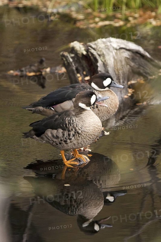 Bronze-winged Duck (Speculanas specularis), Patagonia, Argentina