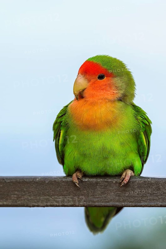 Rosy-faced Lovebird, Agapornis roseicollis, Pizzo, Calabria, Italy