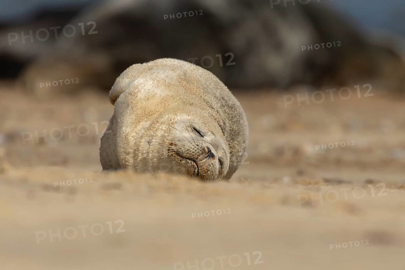 Common or Harbor or Harbour seal (Phoca vitulina) adult animal sleeping on a seaside beach, England, United Kingdom