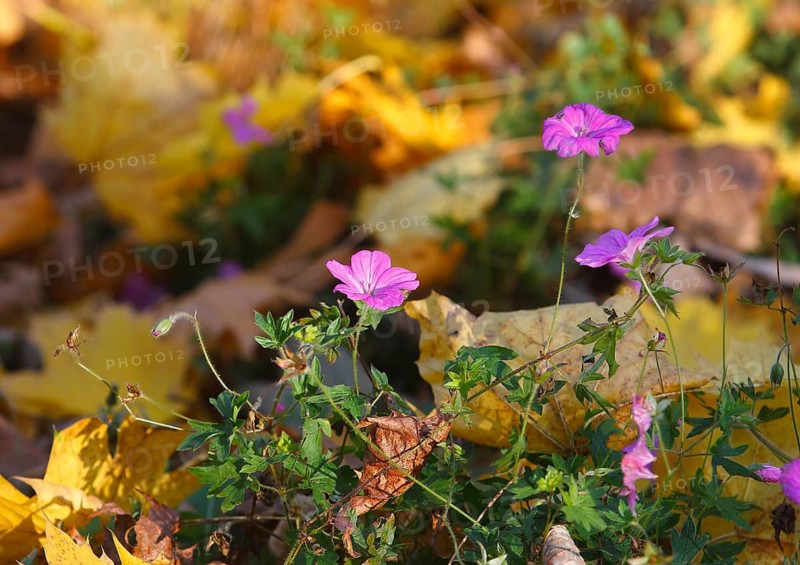 Flowering cranesbill (Geranium), in autumn foliage, North Rhine-Westphalia, Germany