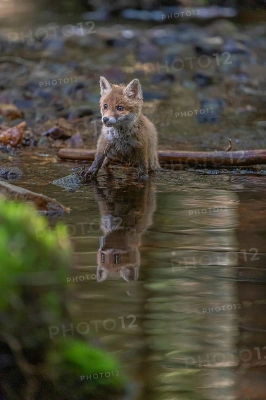 One young red fox, Vulpes vulpes, walking through a shallow forest creek in late light. Searching for food