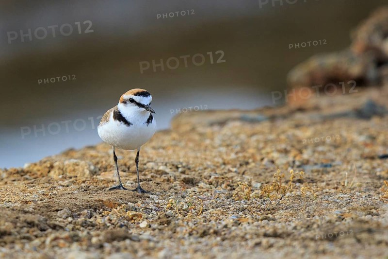 Kentish Plover (Charadrius alexandrinus) male, Greece