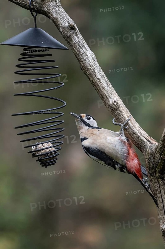 Great spotted woodpecker (Dedrocopos major) at the tit dumpling, Emsland, Lower Saxony, Germany