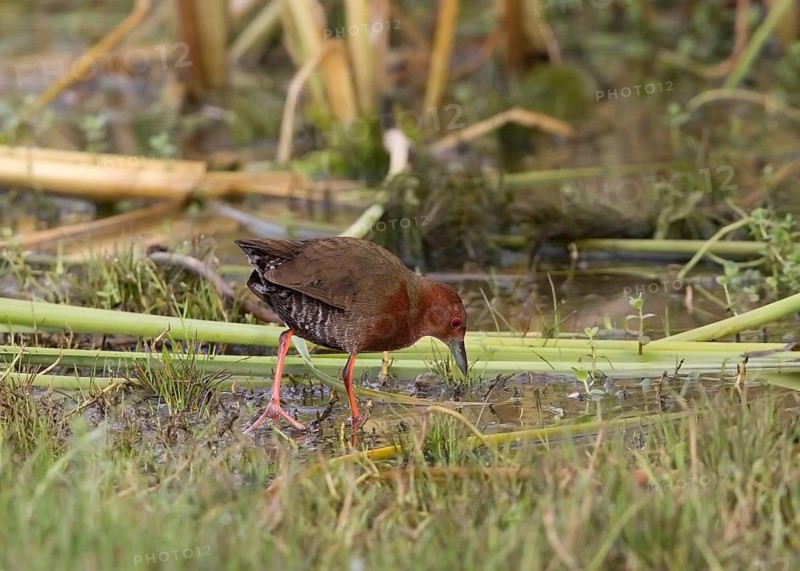 Ruddy-breasted Crake (Porzana fusca) foraging, Sri Lanka