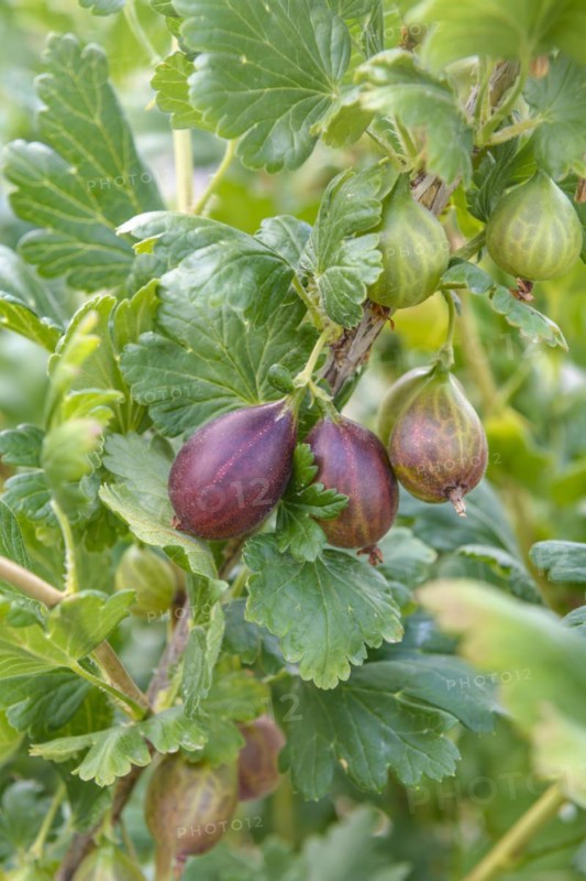 Gooseberry (Ribes uva-crispa 'Relina'), Bundessortenamt Prüfstelle Wurzen, Wurzen, Saxony, Germany
