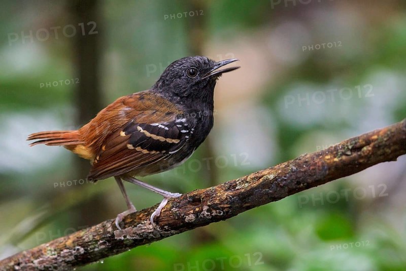 Southern Chestnut-tailed Antbird (Myrmeciza hemimelaena) perched on a branch in Manu National Park, Peru