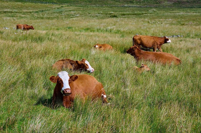Cattle lying and grazing relaxed on a wide summer meadow, Elgol, Isle of Skye, Scotland, United Kingdom, Great Britain