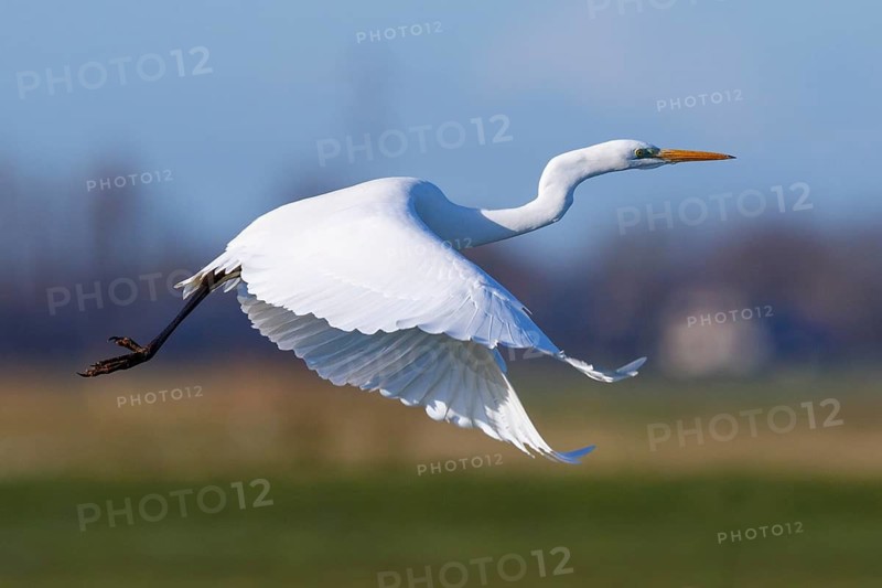 Great Egret (Ardea alba) flying, Netherlands