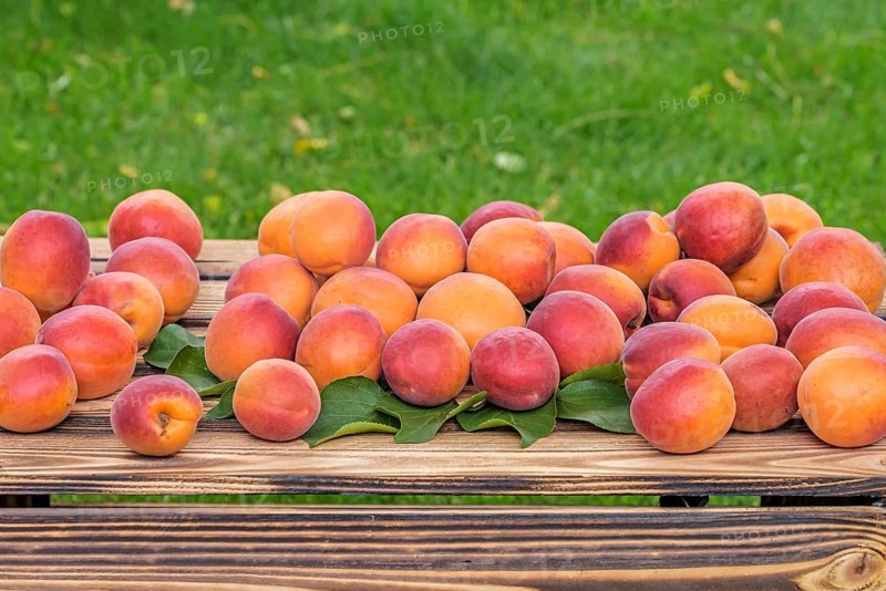 Apricot (Prunus armeniaca 'Digat'),  Austria
