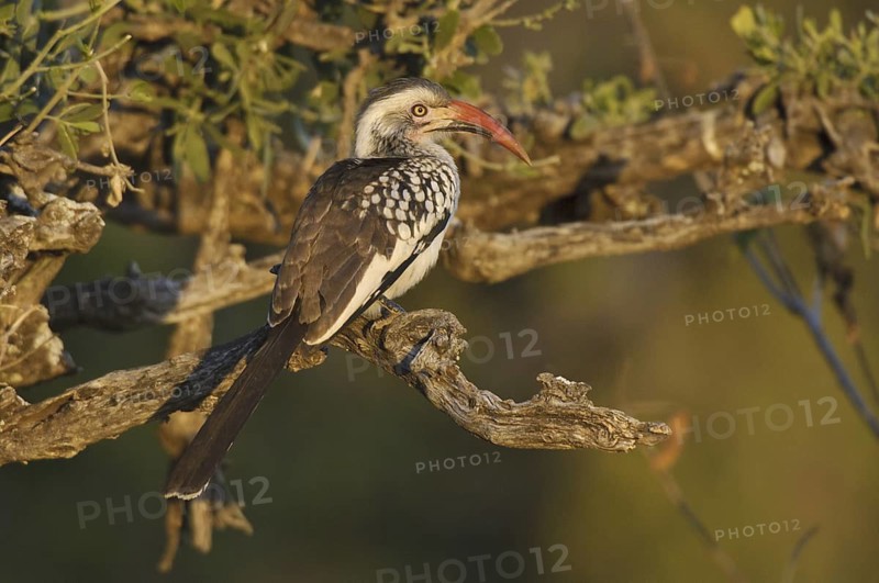 Northern Red-billed Hornbill (Tockus erythrorhynchus), Botswana