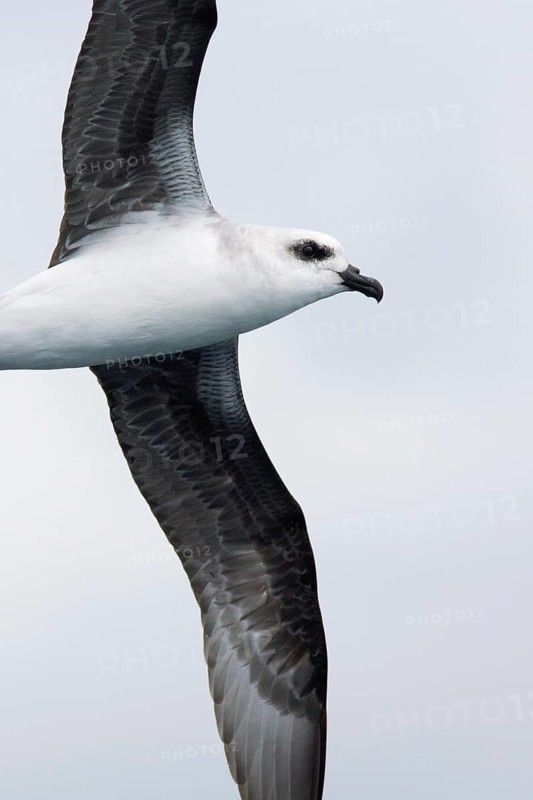 White-headed Petrel (Pterodroma lessonii) flying, Victoria, Australia