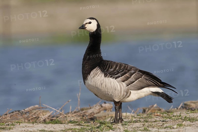 Barnacle Goose (Branta leucopsis), Schleswig-Holstein, Germany
