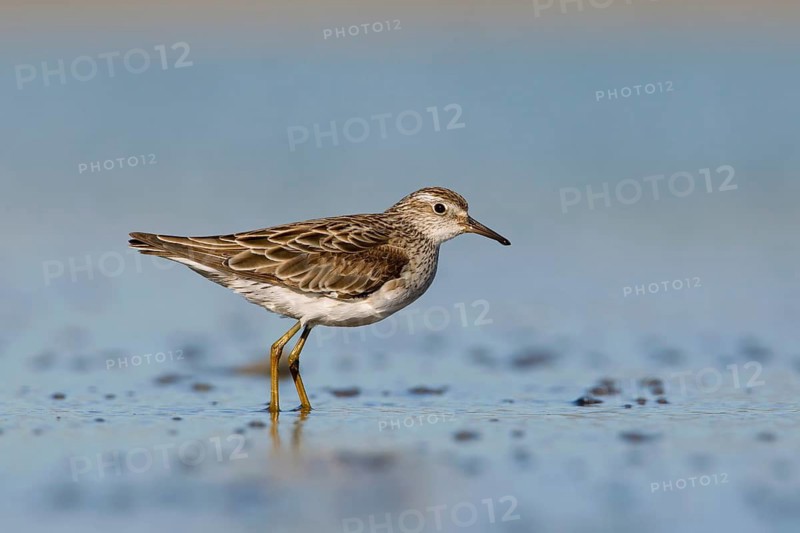 Sharp-tailed Sandpiper (Calidris acuminata) foraging, Victoria, Australia