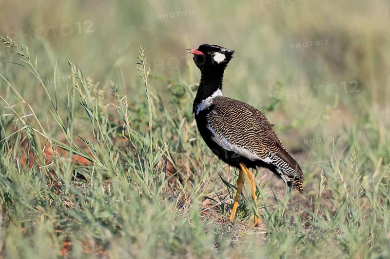 White-winged Bustard (Afrotis afraoides), adult, male, vigilant, foraging, Mokala National Park, South Africa