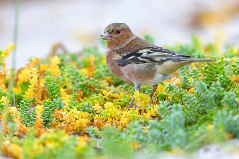 Chaffinch, (Fringilla coelebs), animals, birds, perch, finch family, Lesbos Island, Schleswig-Holstein, Greece