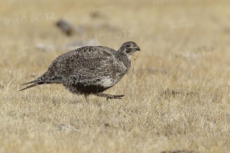 Sage Grouse (Centrocercus urophasianus) female, California, USA