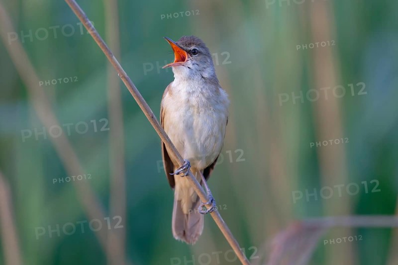 Great Reed Warbler (Acrocephalus arundinaceus) male singing, Saxony, Germany