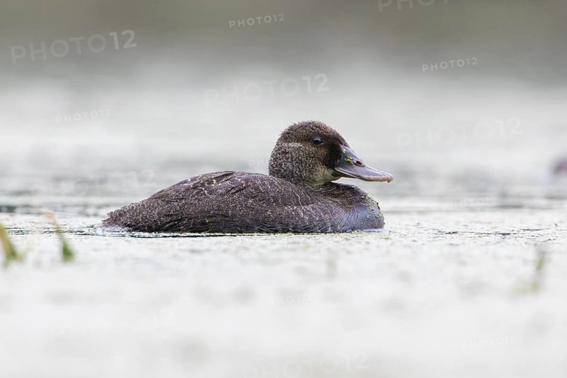 Blue-billed Duck (Oxyura australis) female, Victoria, Australia